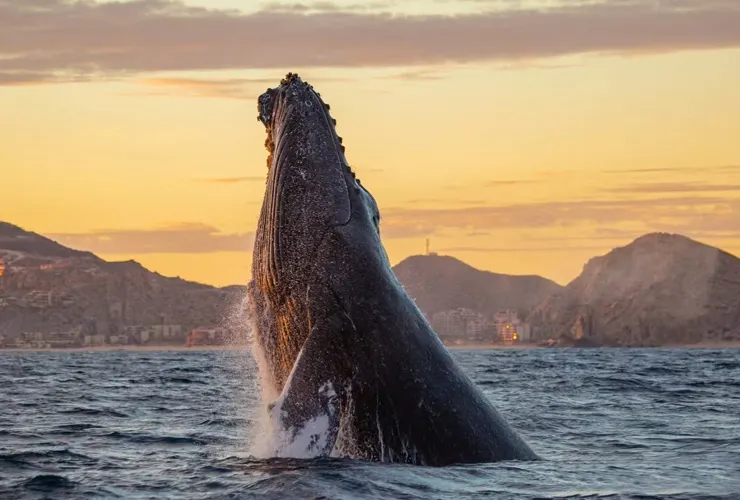 Whale Escape & Cabo Solmar Hotels & Resorts Whale Escape & Cabo Solmar Hotels & Resorts